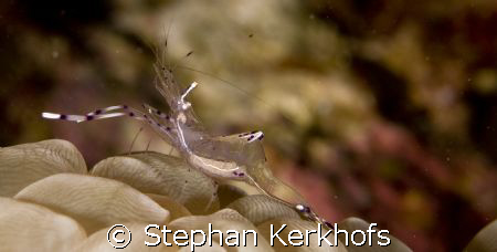 cave cleaner shrimp (urocaridella sp.) with eggs on bubbl... by Stephan Kerkhofs 